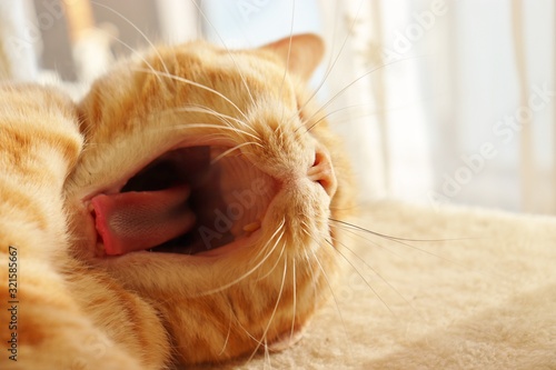 Yawning Cat With A Big Mouth Open 伸び伸び口を開けてあくびする猫アメリカンショートヘア Buy This Stock Photo And Explore Similar Images At Adobe Stock Adobe Stock