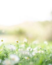 White And Yellow Daisy Flowers Growing In Green Grass