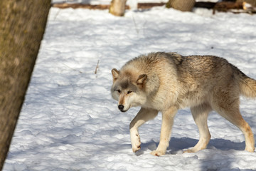 Sticker -  Grey wolf (Canis lupus)  also known in north America as Timber wolf in winter.