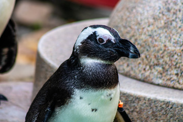 Poster - South African penguin