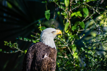 Poster - Bald eagle