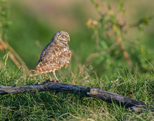 burrowing owl