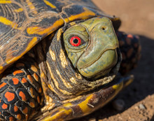 Male Ornate Box Turtle
