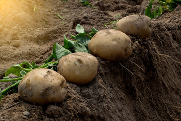 Wall Mural - Fresh organic potatoes in the fields, raw potatoes.