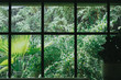 © 88studio - window with green plant leaves in garden