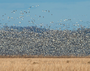 Wall Mural - A flock of Snow Geese lift off at Bosque Del Apache