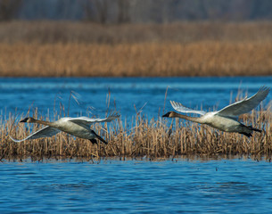 Wall Mural - Trumpeter Swan in flight