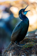 Nesting Black Cormorant Bird With Blue Eyes Sitting By The Water At The Rocky Cliffs Of La Jolla Cove, San Diego, California