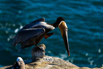 Portrait of large colorful pelican bird sitting on the rocky cliffs of La Jolla Cove, San Diego, California