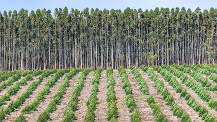 Trees Young Mature Gum Plantation Forestry Growing View Landscape