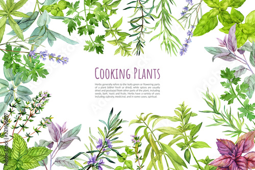 Fotografía Culinary herbs and plants, frame, hand drawn watercolor