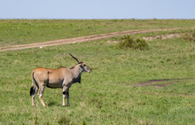 Eland Bull In Open Grass Land In Masai Mara