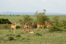 Thomson's Gazelle Resting In Grass Land In Masai Mara