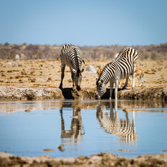 Canvas Print - Zebra