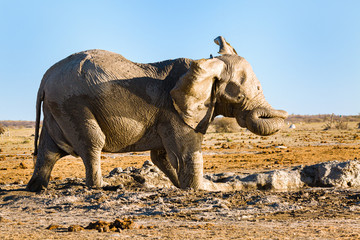 Wall Mural - Elefant