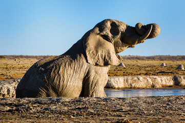 Wall Mural - Elefant