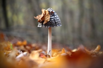 Coprinopsis picacea