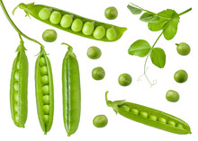 Isolated Green Peas. Collection Of Green Raw Pea Pods And Beans With An Open, Closed And Fresh Leaf On Stem. Detail For Packaging Design