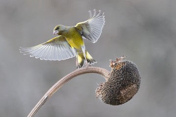 Greenfinch in flight on sunflower (Chloris chloris)