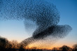 Beautiful large flock of starlings. A flock of starlings birds fly in the Netherlands. During January and February, hundreds of thousands of starlings gathered in huge clouds. Hunting the starlings.