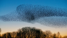 Beautiful Large Flock Of Starlings. A Flock Of Starlings Birds Fly In The Netherlands. During January And February, Hundreds Of Thousands Of Starlings Gathered In Huge Clouds. Hunting The Starlings.
