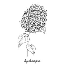 Sketch Graphics Handmade, Botanical Illustration Hydrangea Flowers. Isolated Object.