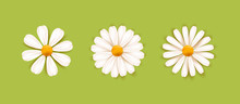 Set Of White Daisy Chamomile Illustration. Cute Realistic Flower Plant Icon Collection. Different Sorts Of Flower Petal Blossom