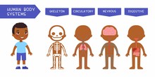 Human Body Systems Educational Kids Banner Flat Vector Template. Illustrated Cute Anatomy, Internal Organs Structure For Children. Cartoon Skeleton, Circulatory, Nervous, Digestive Systems