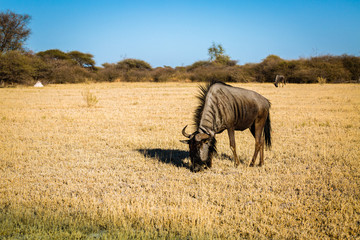 Wall Mural - Gnu