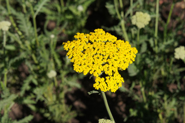 Wall Mural - Achillea coronation or  gold yarrow yellow flowers with green background