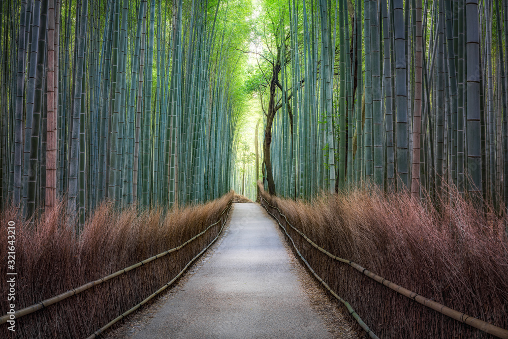 Bamboo forest in Arashiyama, Japan - obrazy, fototapety, plakaty 