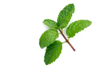 Peppermint isolated on a white background.