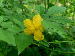 Isolated beautiful yellow flower in the natural background