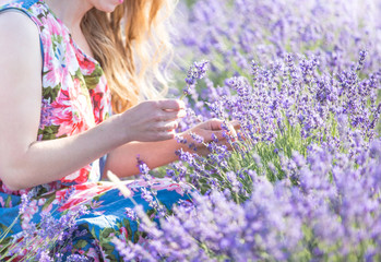 Flower picker at work. Fragrant field of blooming mountain lavender. Aromatherapy concept