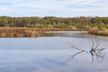 Wall Mural - View of Bulow Creek from a hiking trail in Bulow Creek State Park, located near Daytona Beach, Florida