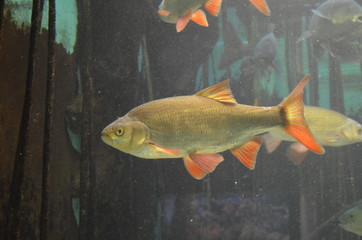 Wall Mural - Tropical fish in aquarium, Frankfurt am Main (Germany)