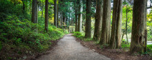 Forest Path As Panorama Background