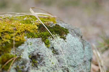 moss on stone close-up macro