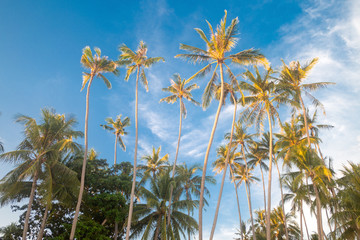 Wall Mural - Tall palm trees under bue sky