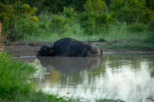 A Large Dagga Boy Cape Buffalo Resting In A Mud Wallow In The Late Afternoon. 