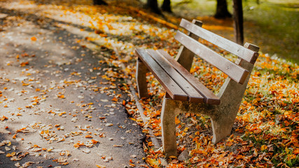 autumn golden leaves and empty park bench