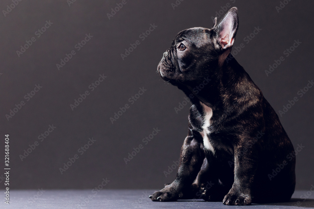 Close-up Portrait of Funny Smiled French Bulldog Dog and Curiously Looking, Front view, Isolated on black background. - obrazy, fototapety, plakaty 