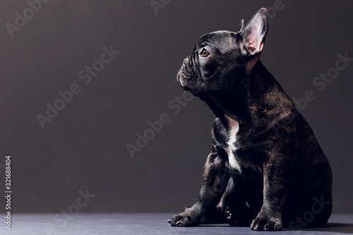 Cuadros en Lienzo Close-up Portrait of Funny Smiled French Bulldog Dog and Curiously Looking, Front view, Isolated on black background