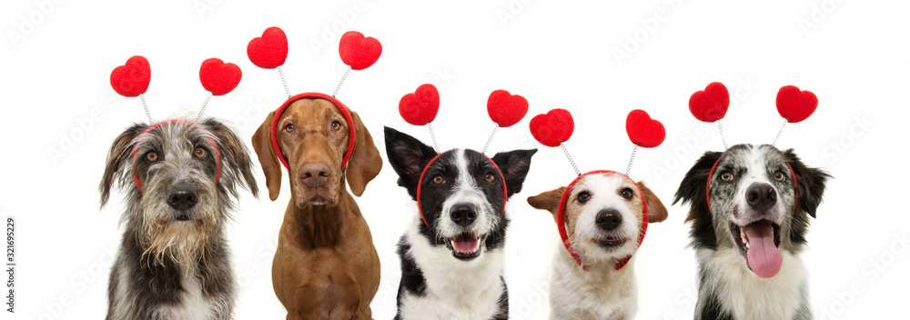  banner five group dogs puppy love celebrating valentine's day with a red heart shape diadem. Isolated on white background. - obrazy, fototapety, plakaty 