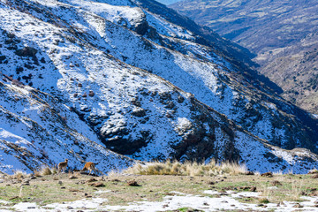 Mountain goat with its young on top of a snowy mountain