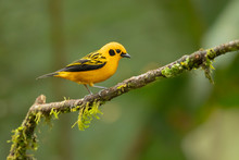 Golden Tanager (Tangara Arthus) Is A Species Of Bird In The Family Thraupidae. It Is Widespread And Often Common In Highland Forests Of The Andes 