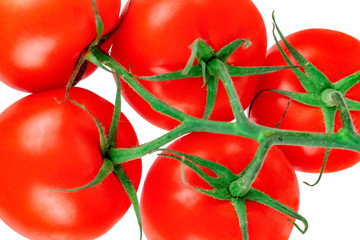 Red tomatoes hang on the branch. All on a white background.