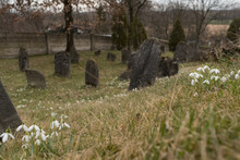 Old Jewish Cemetery In Spring