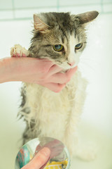 washing domestic cat