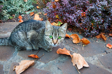 Gray young cat with a wary look. A European Shorthair cat sits in a garden on a stone walkway among fallen leaves. Autumn bright day.